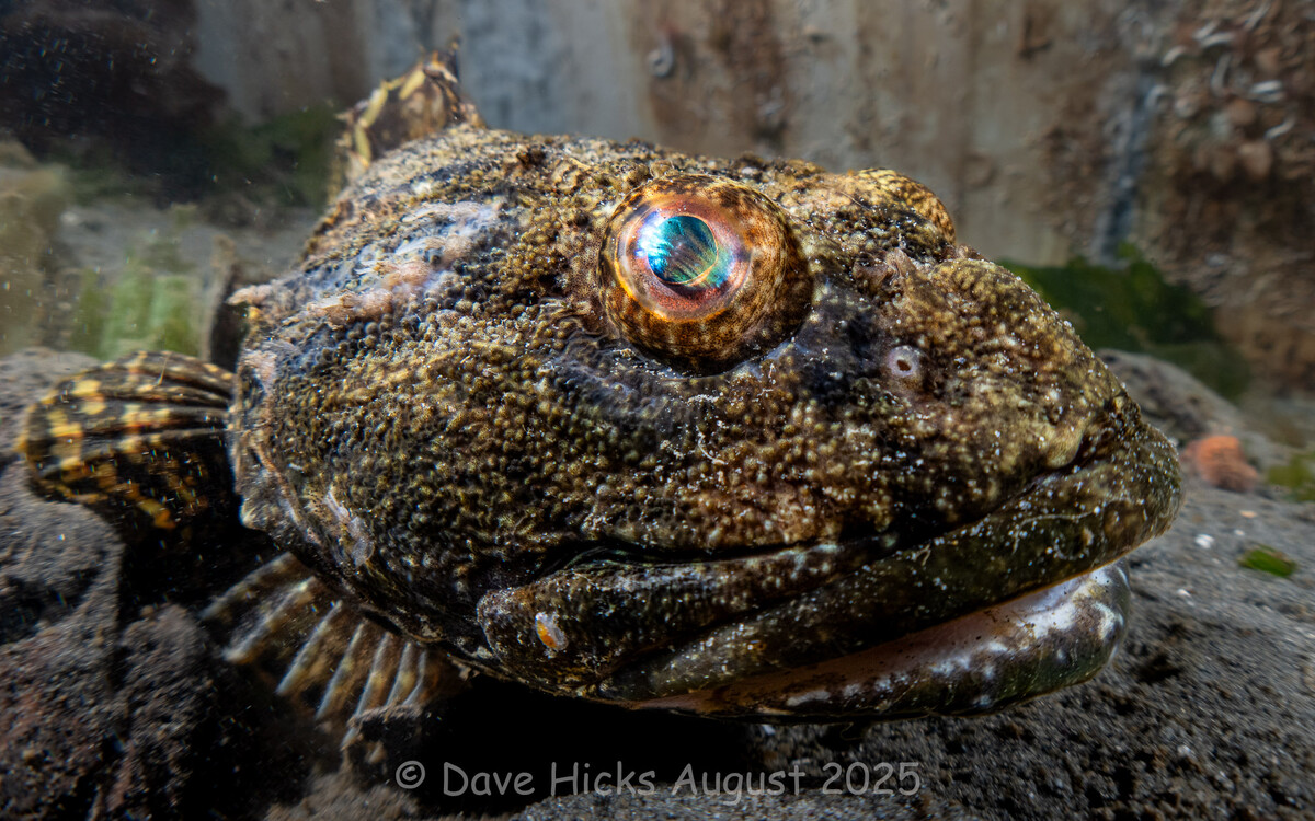Redondo Pier August 03, 2025 (32 of 95) (Topaz).jpg