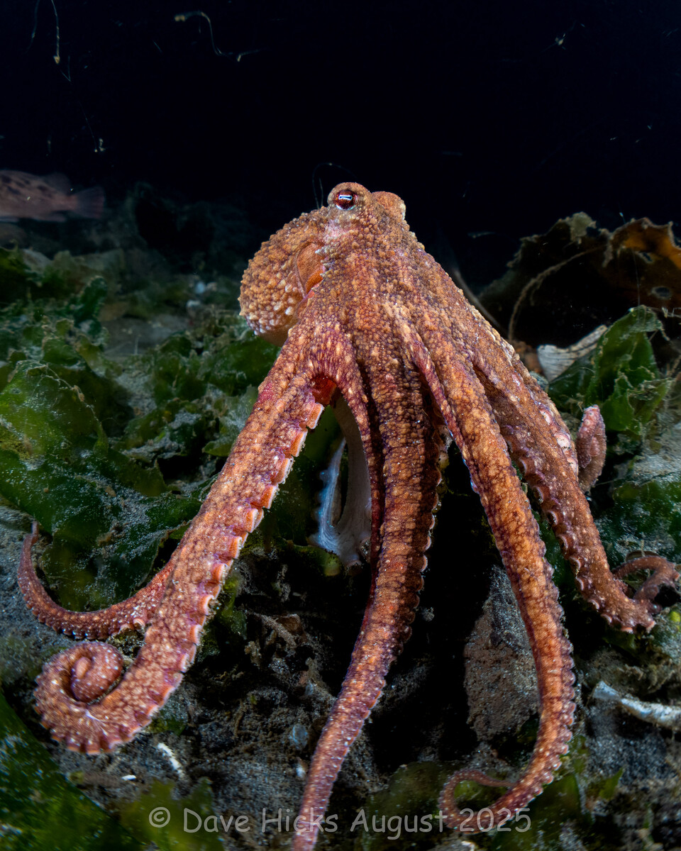 Redondo Pier August 03, 2025 (51 of 95) (Topaz).jpg