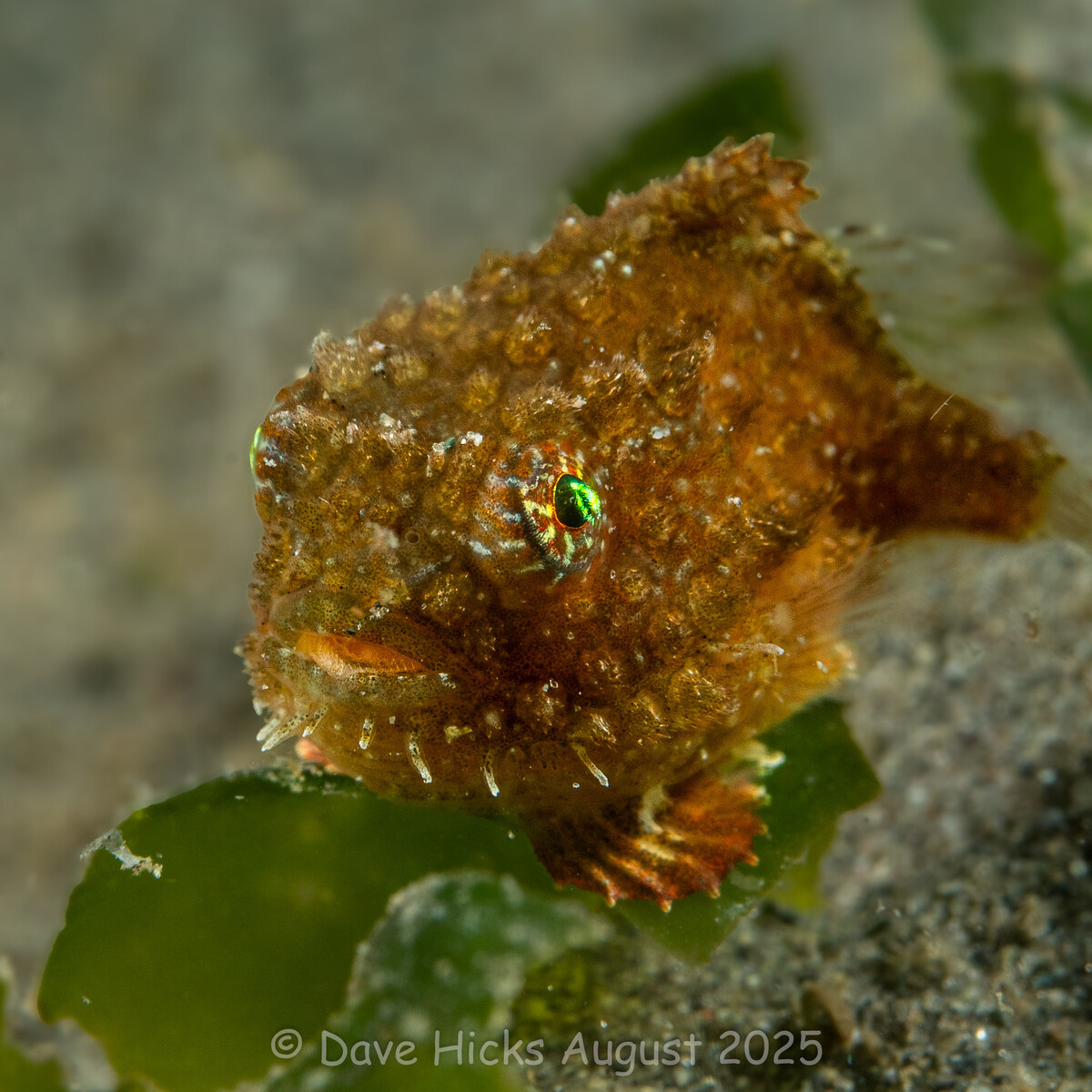 Redondo Pier August 08, 2025 (108 of 165) (Topaz).jpg