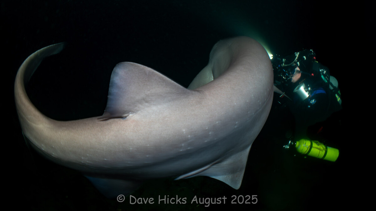 Redondo Pier August 09, 2025 (40 of 79).jpg