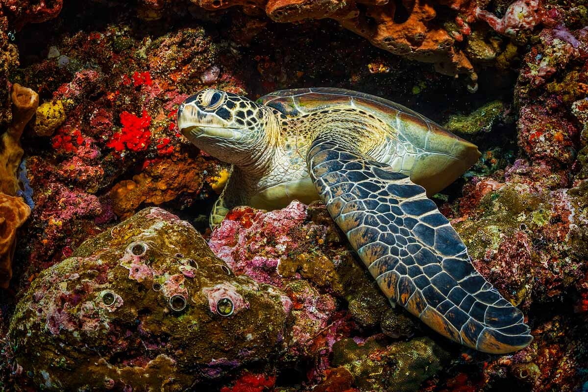 _W2A0636_Green_Sea_Turtle_1200.jpg
