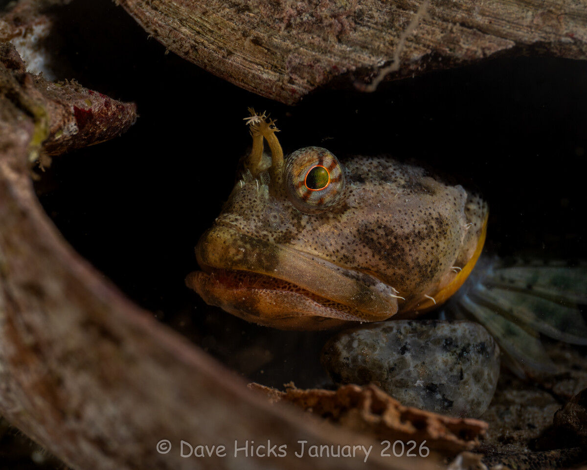 Redondo Pier January 10, 2026 (101 of 110).jpg