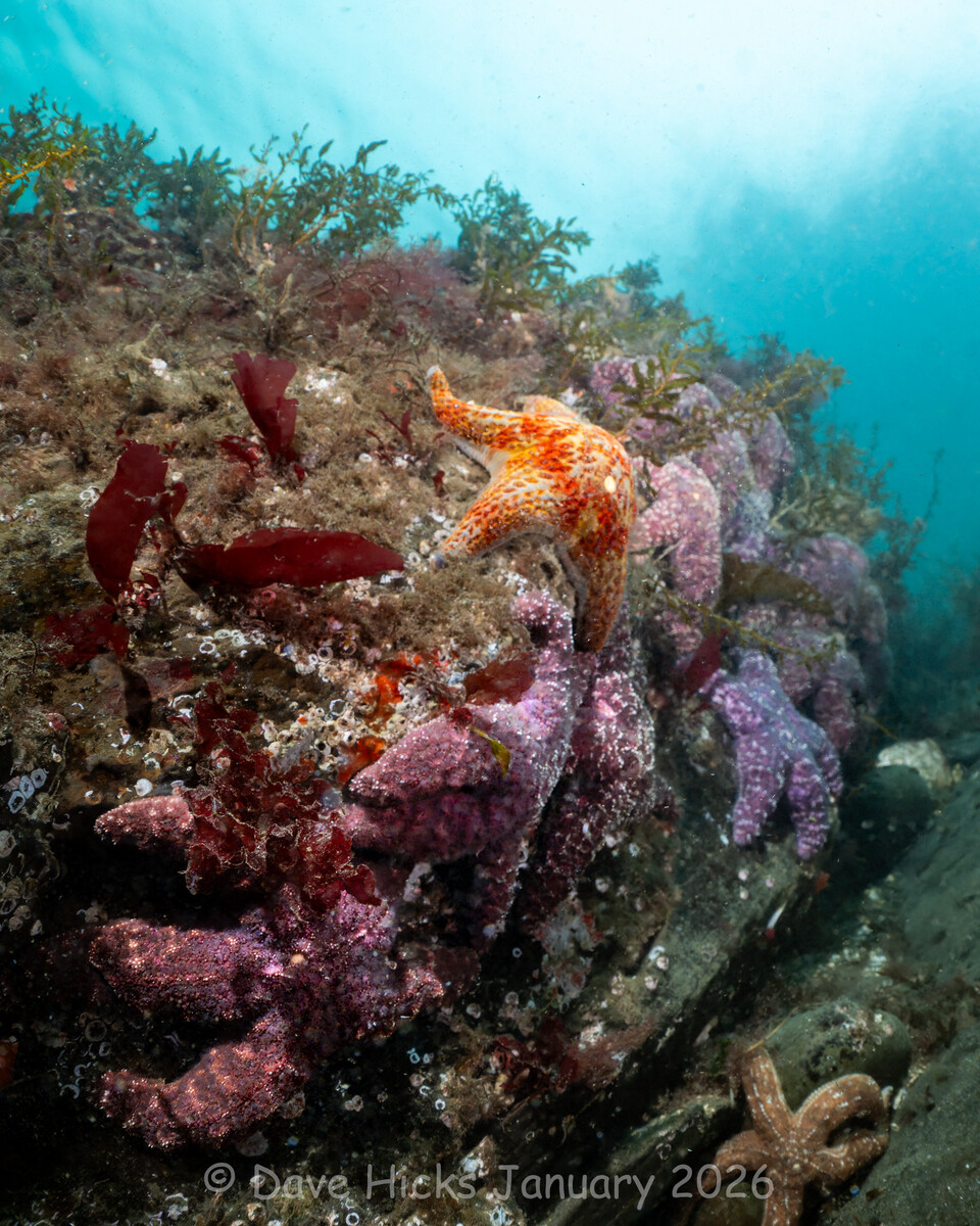 Sund Rock January 07, 2026 (221 of 399) (Ext).jpg