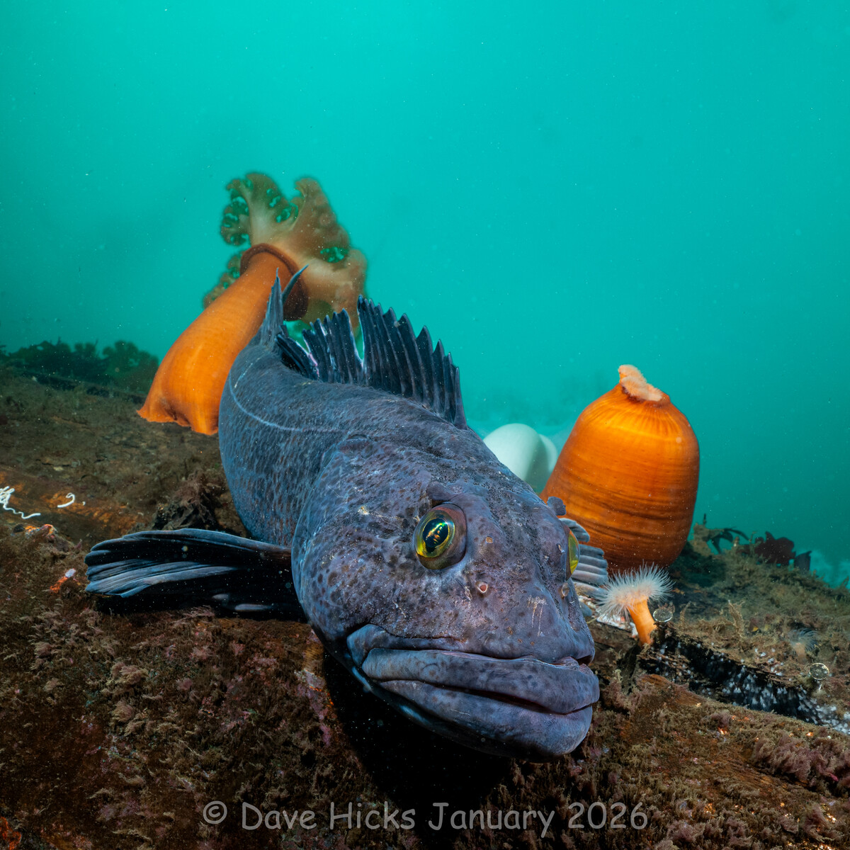 Sund Rock January 07, 2026 (316 of 399).jpg