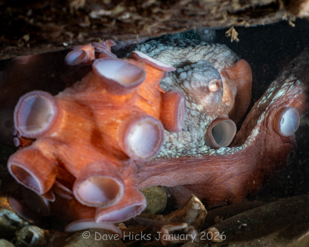 Sund Rock January 07, 2026 (54 of 399).jpg