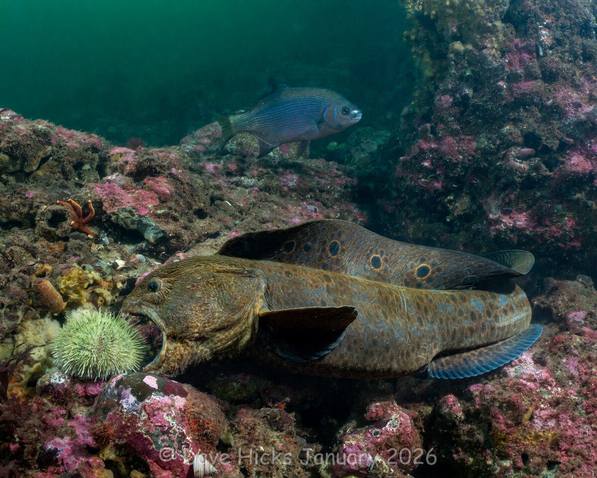 Sunrise Reef January 19, 2026 (186 of 317) (Ext).jpg