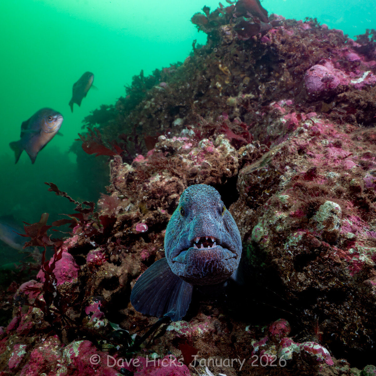 Sunrise Reef January 19, 2026 (286 of 317) (Ext).jpg