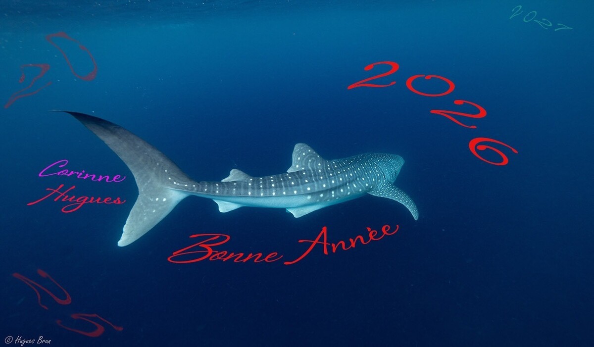 WhatsApp Image 2026-01-01 at 08.20.52.jpeg