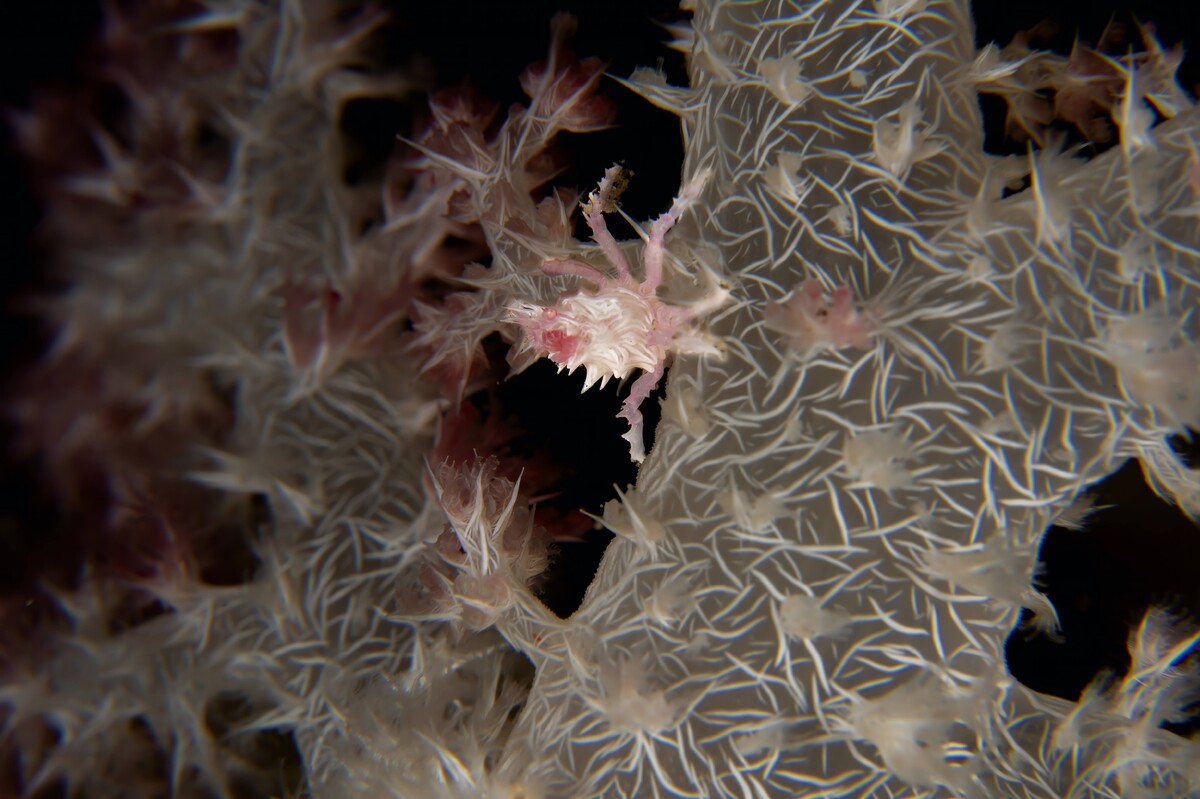 SoftCoralCrab.jpg
