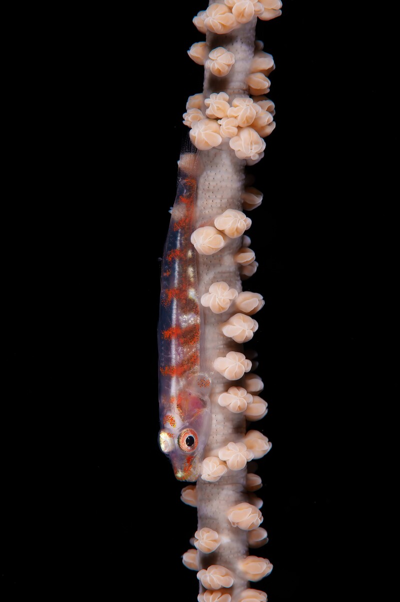 WhipCoralGoby.jpg