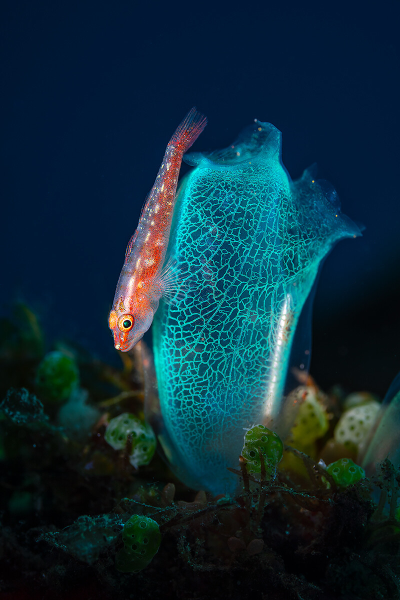 Goby-on-tunicate-WP.jpg