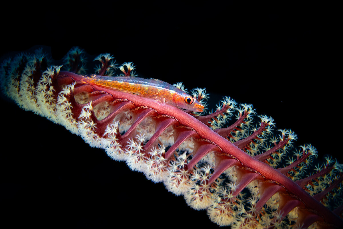 goby-on-pen-WP.jpg