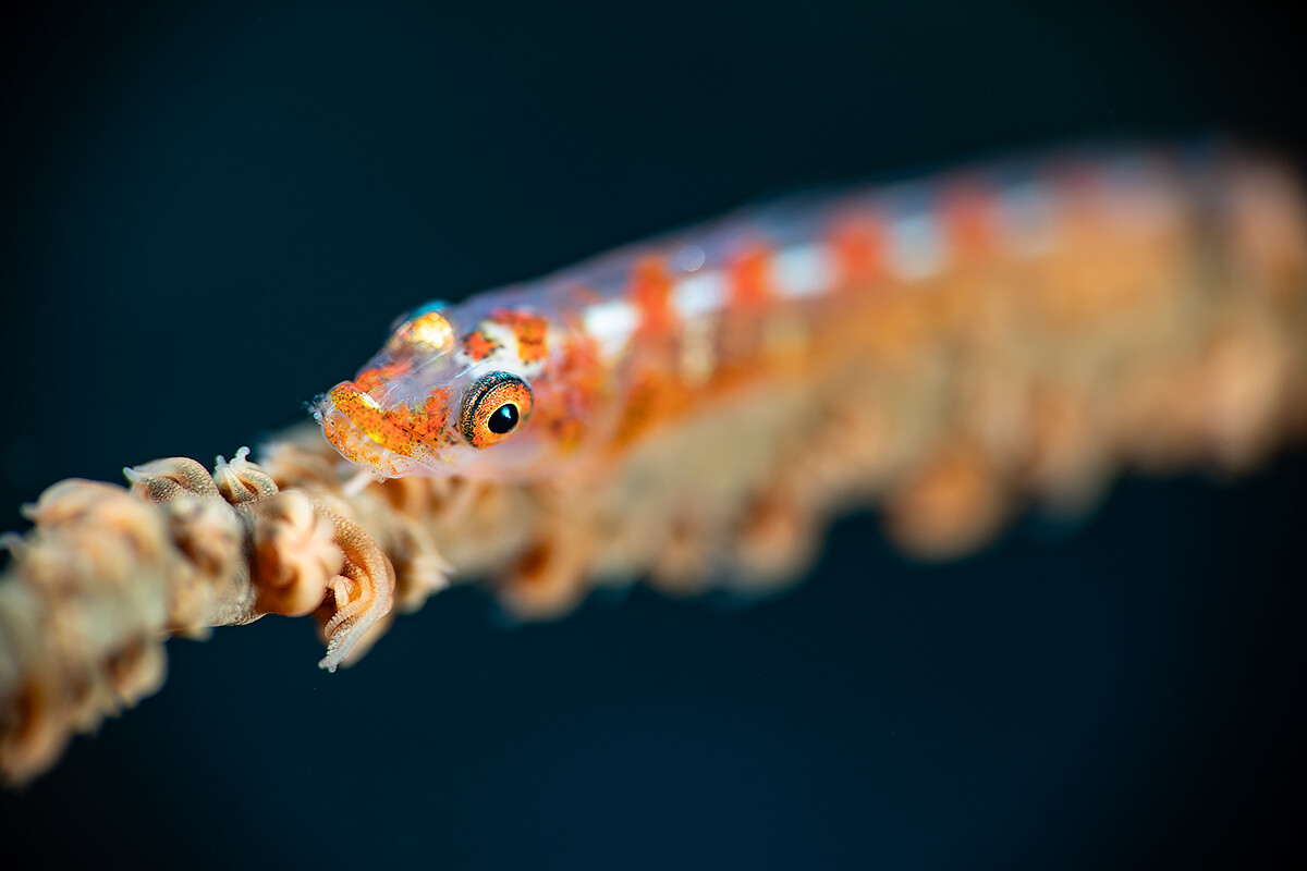 shallow-DOF-whip-coral-goby-WP.jpg