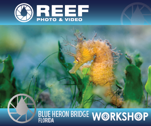 Reef Photo & Video