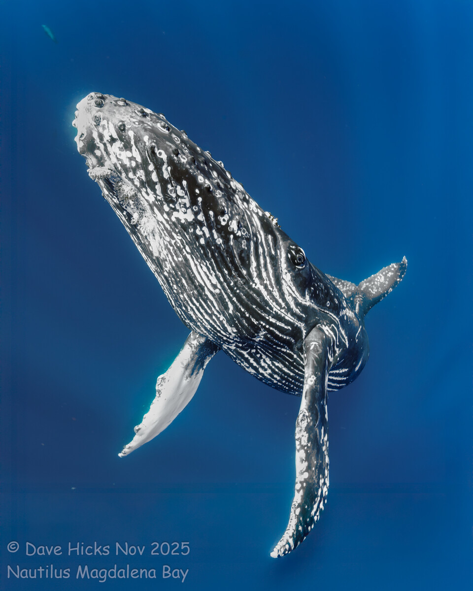 Magdalena Bay November 11, 2025 430 (Topaz) (Topaz).jpg