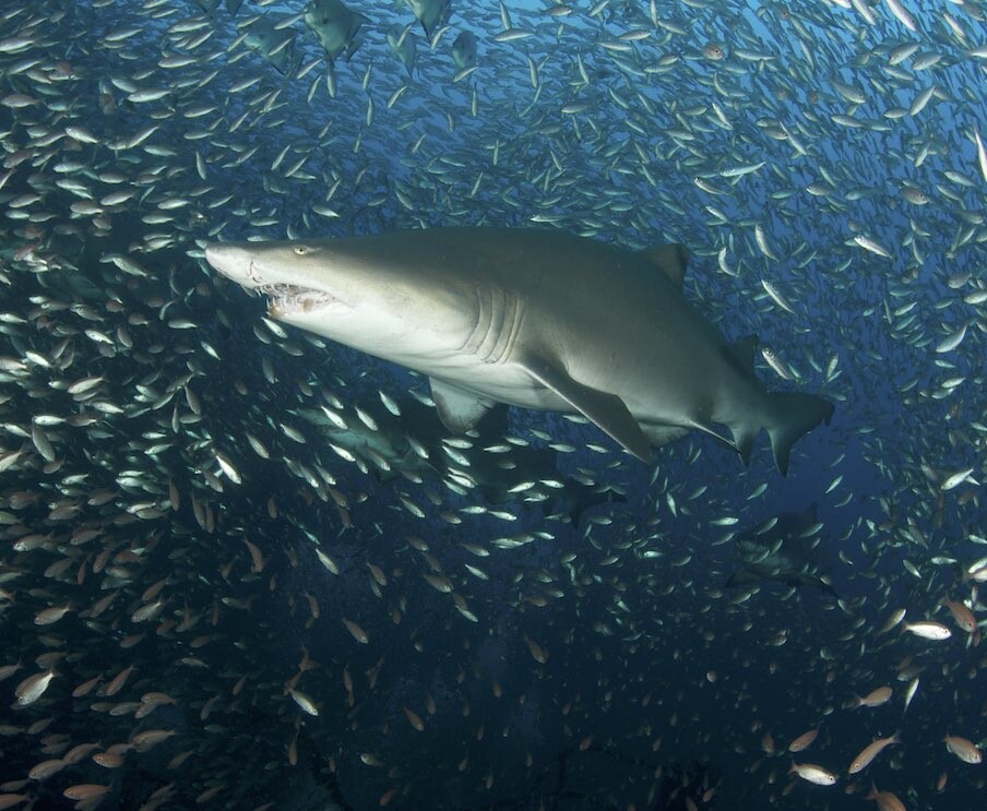 Sand tiger in bait ball.jpeg