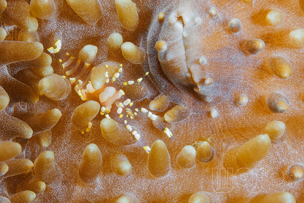 20230724_12_30_32_WS_9410_Disc_Anemone_Shrimp_1200.jpg