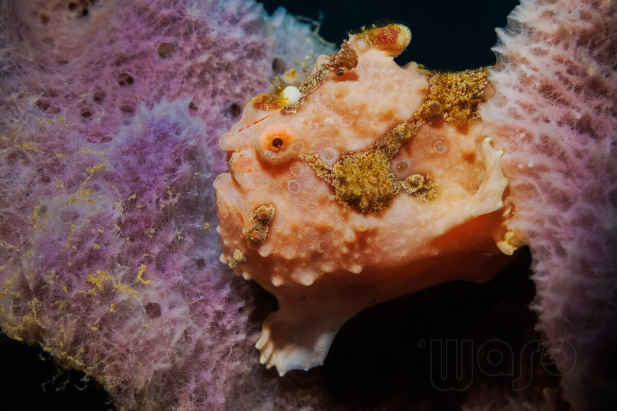 20230727_09_00_51_WS_9440_Warty_Frogfish_1200.jpg