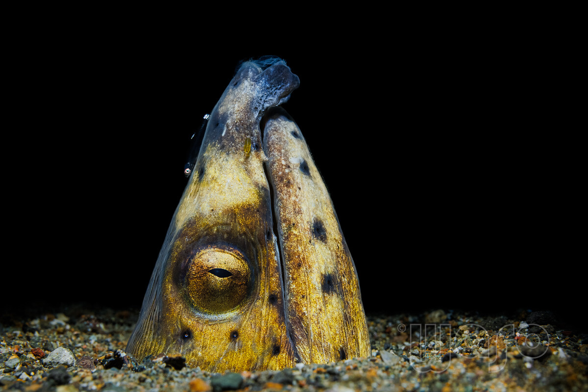 20230727_09_13_29_WS_9450_Highfin_Snake_Eel_1200.jpg