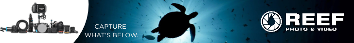 Reef Photo & Video