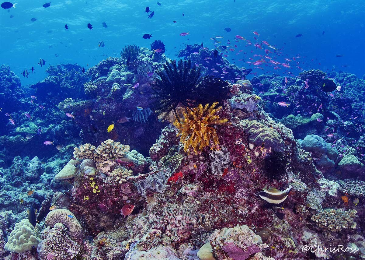 Frankss_Reef_scenic_10.jpg