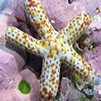 Pelagic