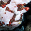 frogfish