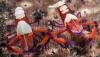 day_9_lembeh-80930.jpg