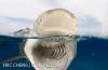 echeng_sharks_02.JPG