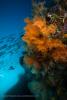 140212_Komodo_85798.jpg