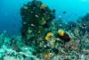 140210_Komodo_84872.jpg