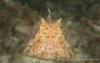 140205-Komodo_wainilu-113.jpg