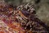 140205-Komodo_wainilu-257.jpg