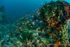 140210_Komodo_84855.jpg