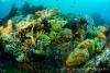 140210_Komodo_84894.jpg
