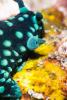 140214_Komodo_86342.jpg