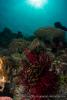 140207_Komodo_wainilu_83936.jpg