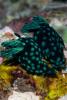 140214_Komodo_86324.jpg