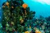 140210_Komodo_84877.jpg