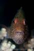 140211_Komodo_85401.jpg