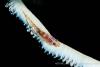 140208_Komodo_84136.jpg