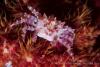 140212_Komodo_85940.jpg