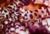 140211_Komodo_85354.jpg