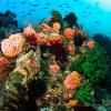 140207_Komodo_wainilu_83708.jpg