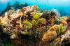 140210_Komodo_84894.jpg