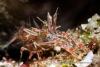 140212_Komodo_86040.jpg