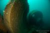 post-58507-0-61426500-1491203797_thumb.jpg