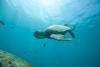 post-34494-0-23778500-1371783896_thumb.jpg