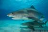 echeng_sharks_05.JPG