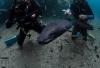 post-44985-0-75652000-1436127065_thumb.jpg